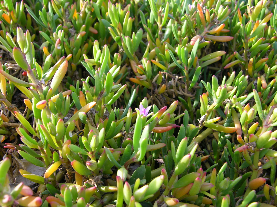 Sesuvium Portulacastrum 8048